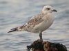 Mediterranean Gull at Southend Seafront (Steve Arlow) (67910 bytes) Mediterranean Gull at Southend Seafront (Steve Arlow) (67910 bytes)